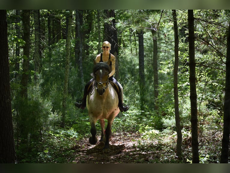 Draft Horse Mare 7 years 16 hh Roan-Bay in Middleboro