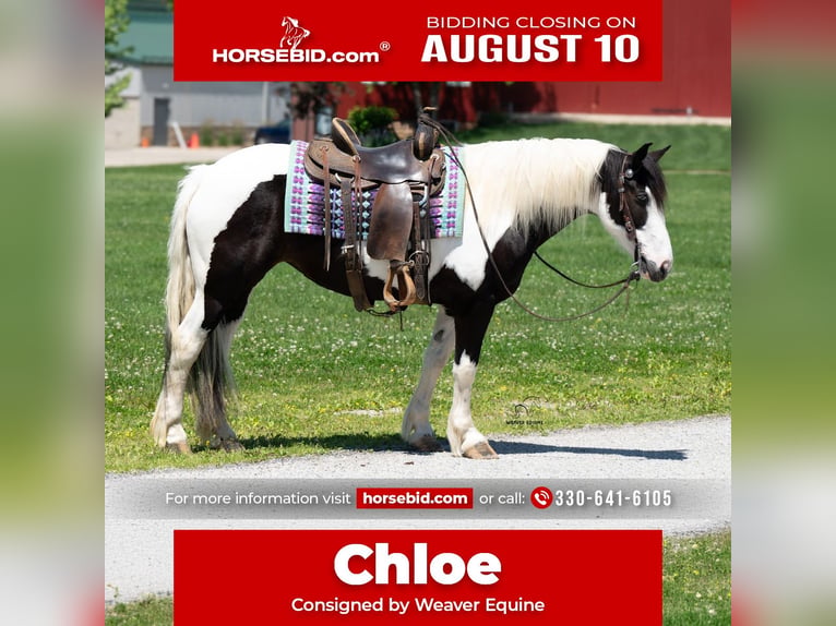 Draft Horse Mix Mare 7 years Pinto in Fredericksburg