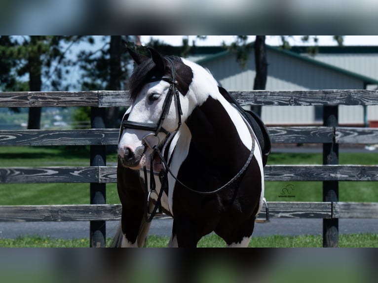 Draft Horse Mix Mare 7 years Pinto in Fredericksburg