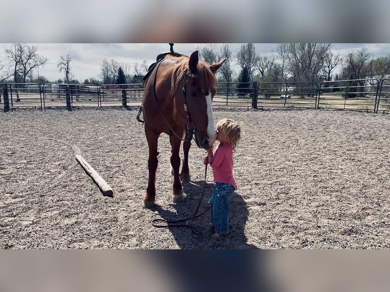 Draft Horse Mix Mare 8 years 15.2 hh Sorrel in Fort Collins