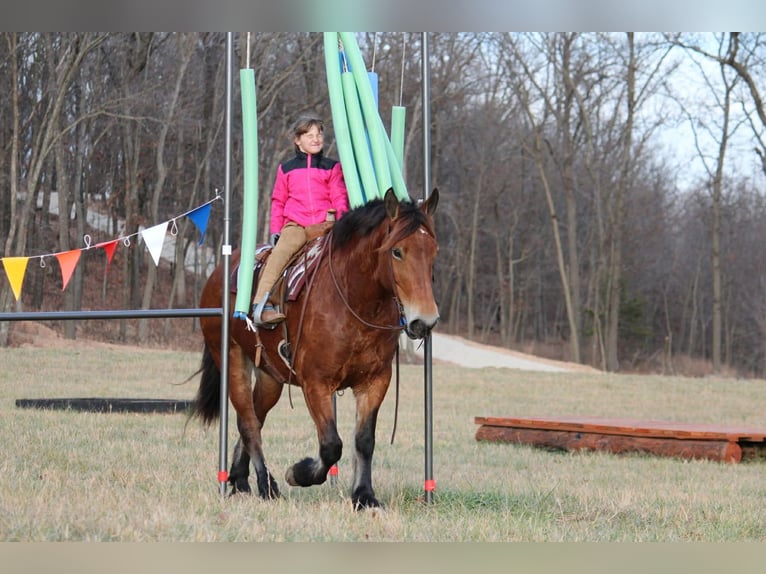 Draft Horse Mix Mare 8 years 15.3 hh Bay in Purdy