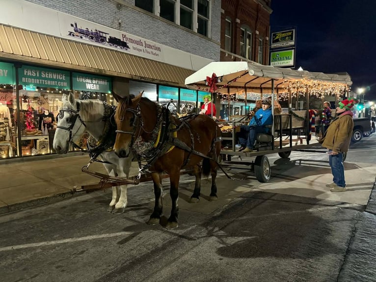 Draft Horse Mix Mare 8 years 15.3 hh Bay in Purdy