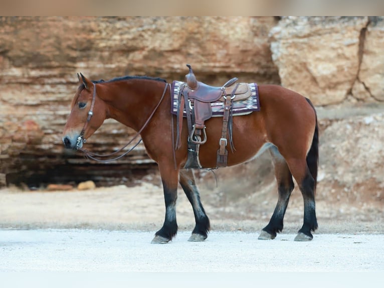 Draft Horse Mix Mare 8 years 15.3 hh Bay in Purdy