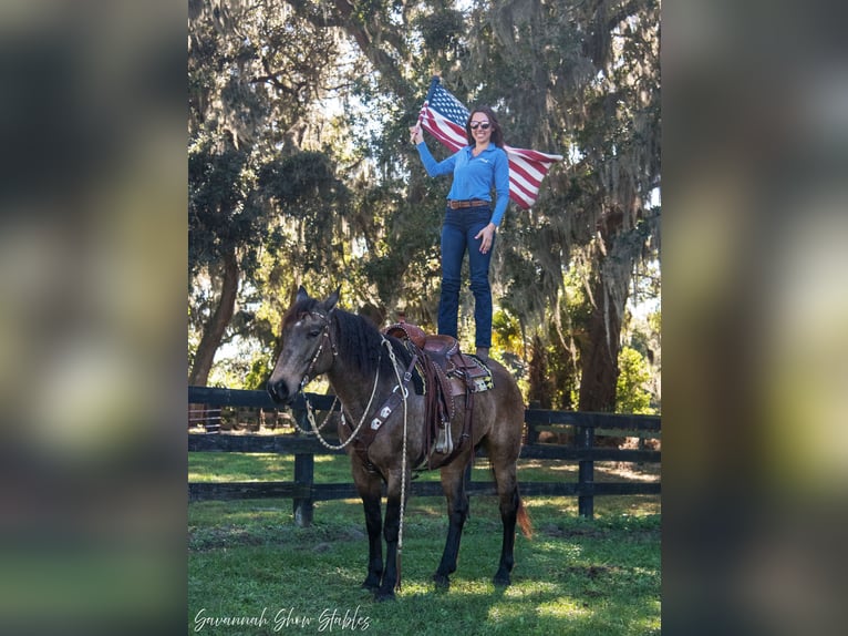 Draft Horse Mix Mare 8 years 15,3 hh Buckskin in Morriston, FL