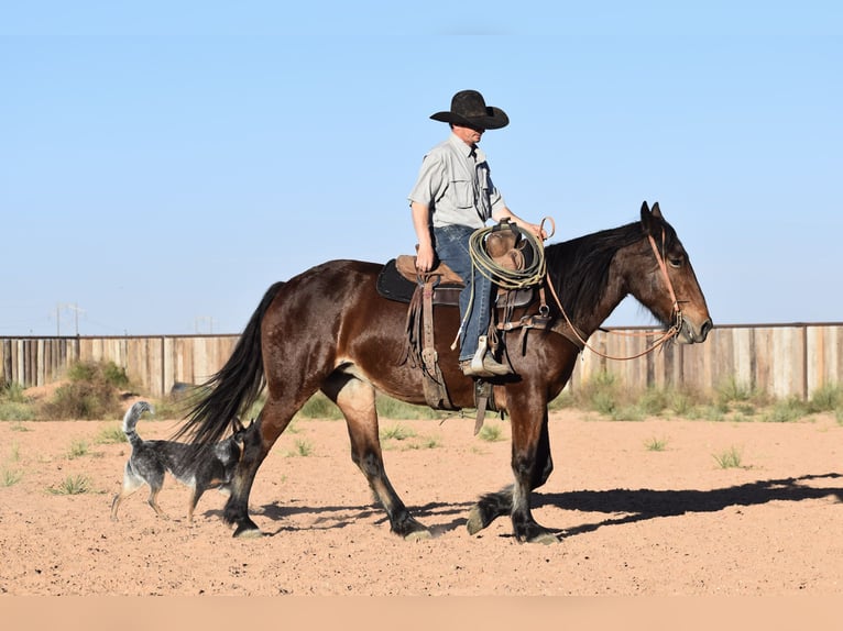 Draft Horse Mix Mare 8 years 15,2 hh Bay in Amarillo