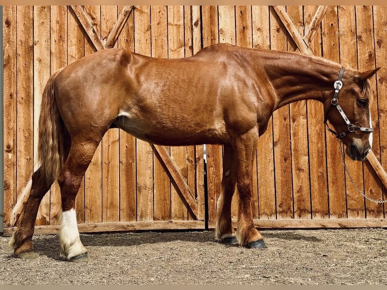Draft Horse Mix Mare 8 years 15,2 hh Sorrel in Fort Collins