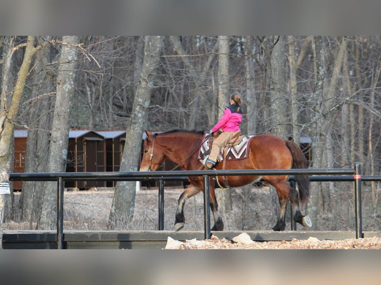 Draft Horse Mix Mare 8 years 15,3 hh Bay in Purdy