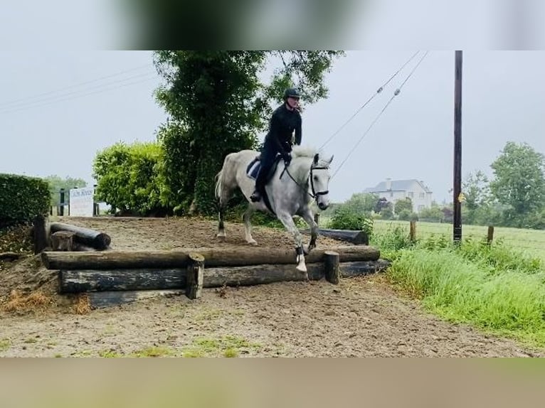 Draft Horse Mare 8 years 16,1 hh Gray in Sligo