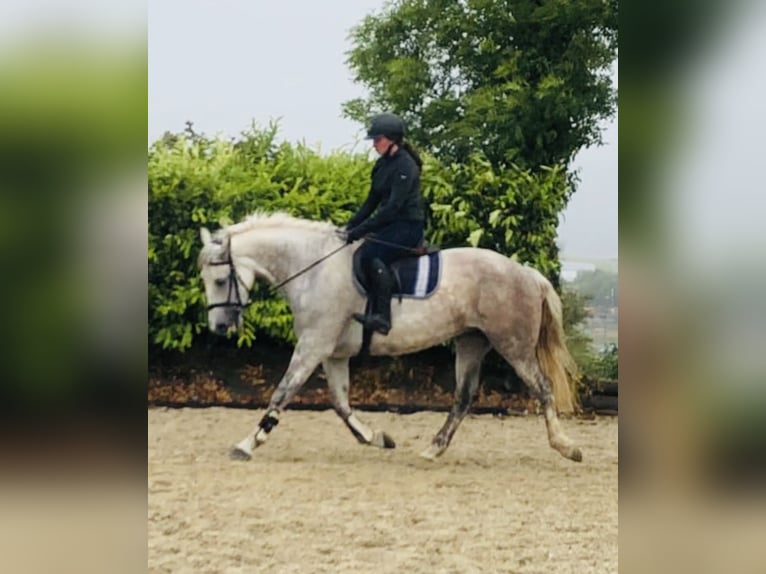 Draft Horse Mare 8 years 16,1 hh Gray in Sligo