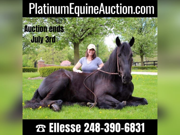 Draft Horse Mare 8 years 16 hh Black in highland Mi