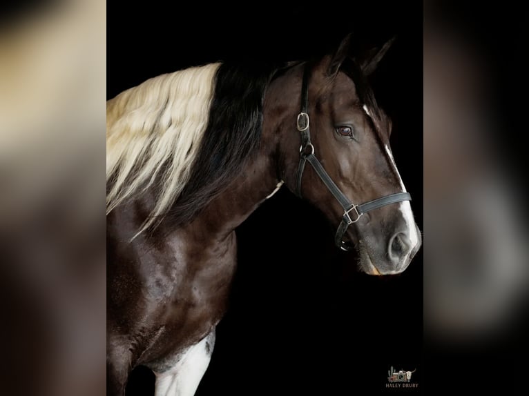 Draft Horse Mix Mare 8 years Pinto in Elkton