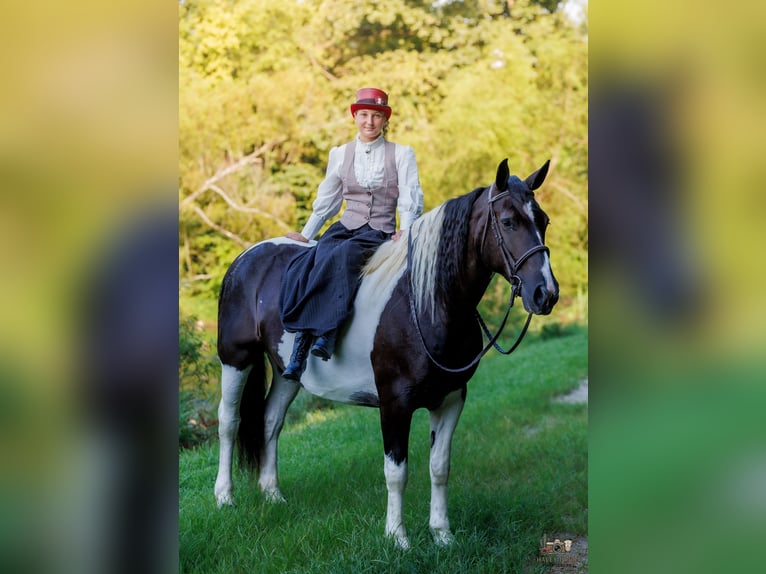 Draft Horse Mix Mare 8 years Pinto in Elkton
