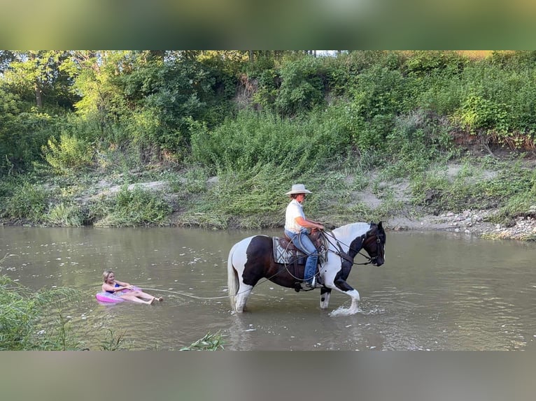 Draft Horse Mare 8 years Tobiano-all-colors in Princeton MO