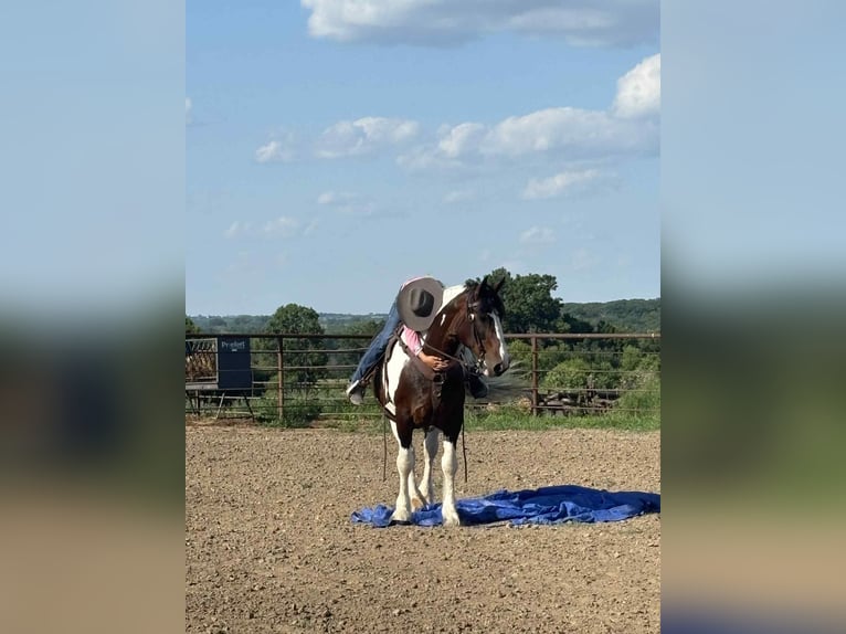 Draft Horse Mare 8 years Tobiano-all-colors in Princeton MO