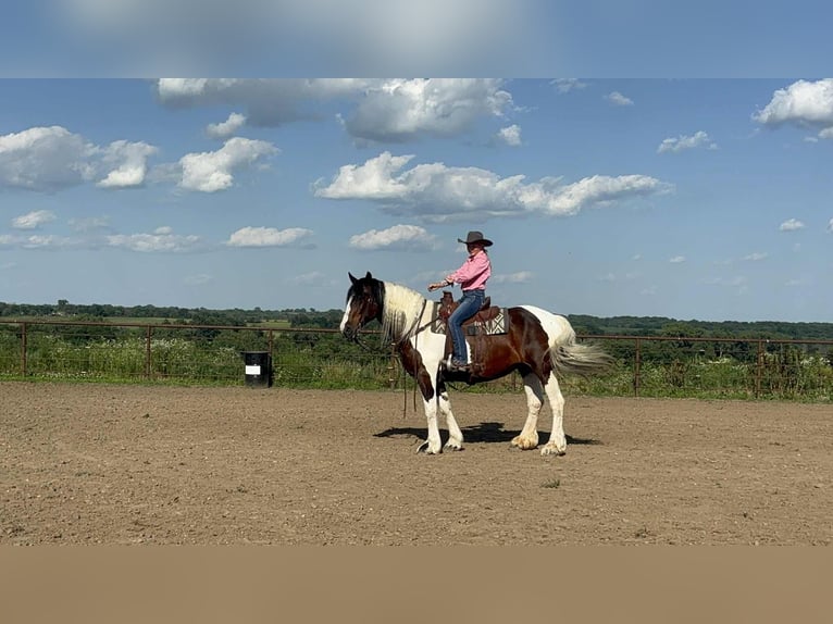 Draft Horse Mare 8 years Tobiano-all-colors in Princeton MO