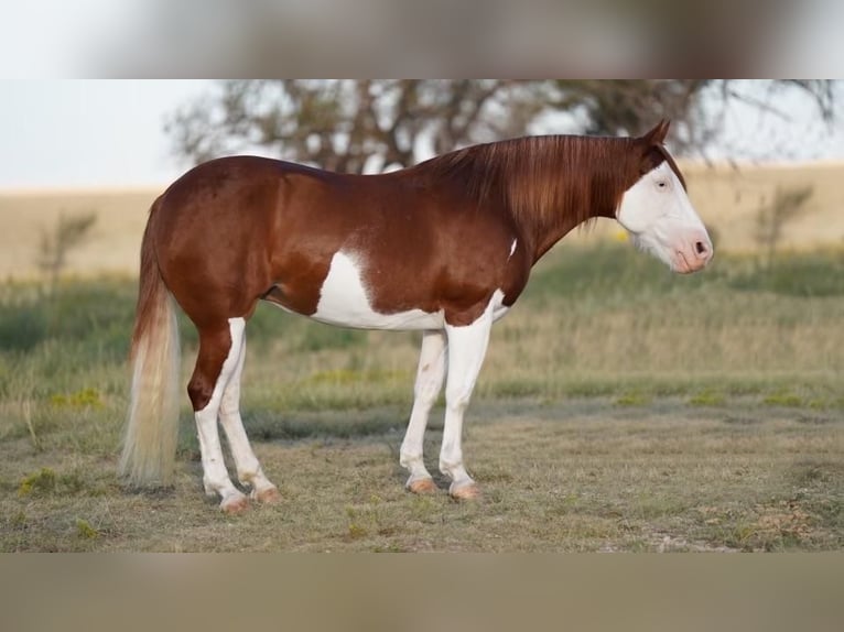 Draft Horse Mix Mare 9 years 13 hh Pinto in Canyon