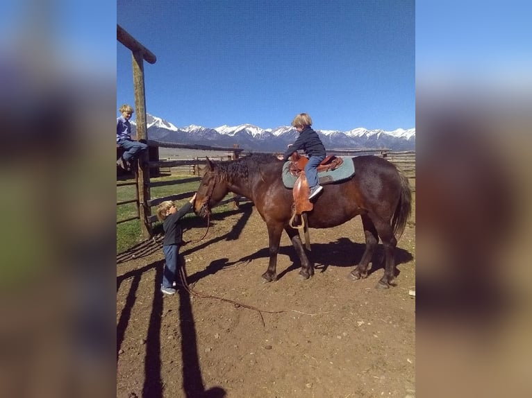 Draft Horse Mix Mare 9 years 13,2 hh in Morriston, FL