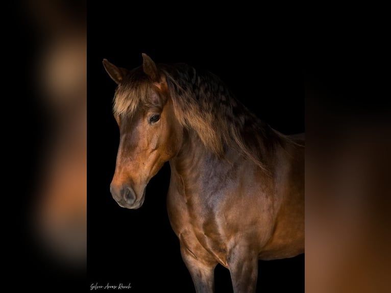 Draft Horse Mix Mare 9 years 13,2 hh in Morriston, FL