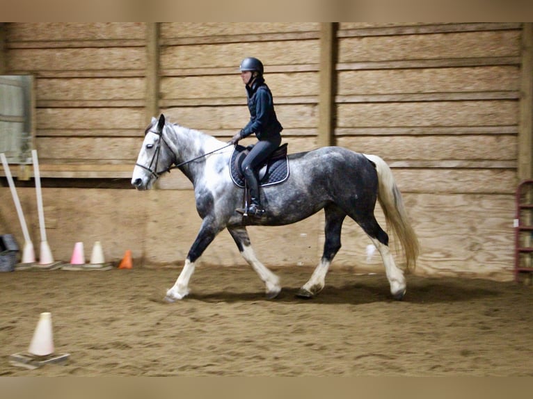 Draft Horse Mare 9 years 16,2 hh Tobiano-all-colors in Highland MI
