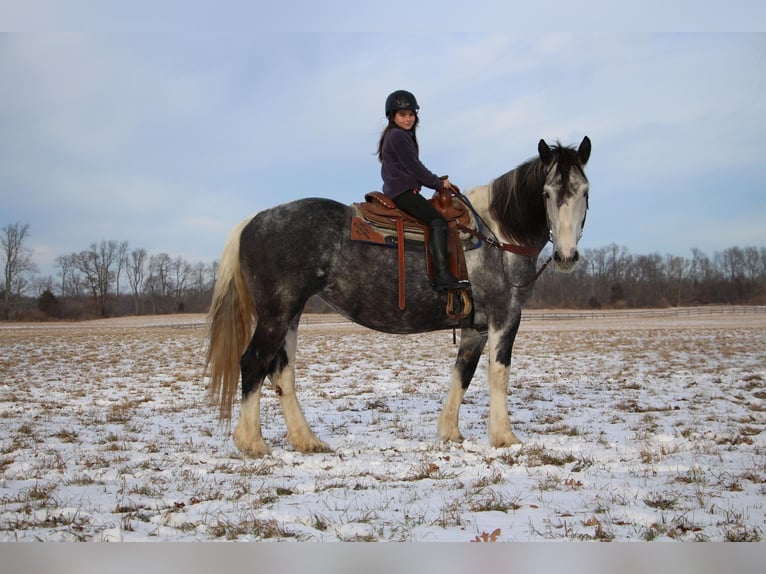 Draft Horse Mare 9 years 16,2 hh Tobiano-all-colors in Highland MI
