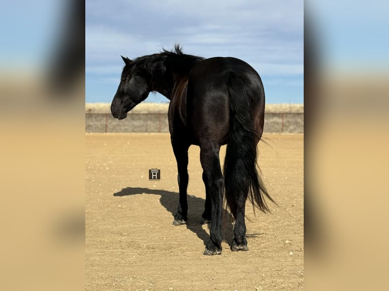 Draft Horse Mare 9 years 16 hh Black in Weatherford TX