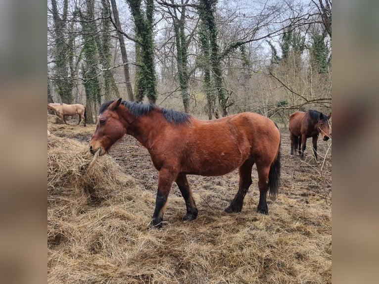 Draft Horse Stallion 21 years 15,1 hh Brown in Saint-Sulpice