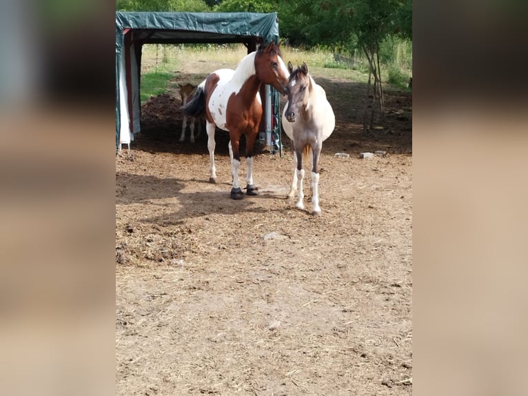 Draft Horse Stallion 2 years 13.2 hh Grullo in Lobsann