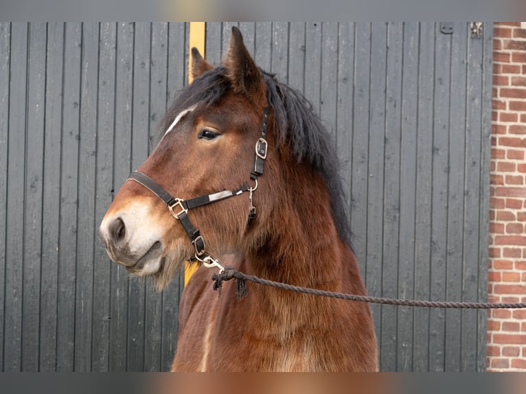 Draft Horse Stallion 2 years 16 hh Brown in Beringe