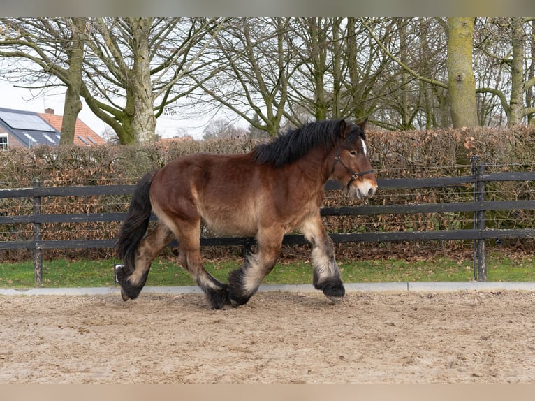 Draft Horse Stallion 2 years 16 hh Brown in Beringe