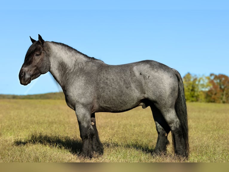 Draft Horse Mix Stallion 4 years 16,1 hh Roan-Blue in Mount Vernon