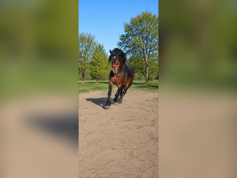 Draft Horse Stallion 5 years 17 hh Bay-Dark in Kecskemét