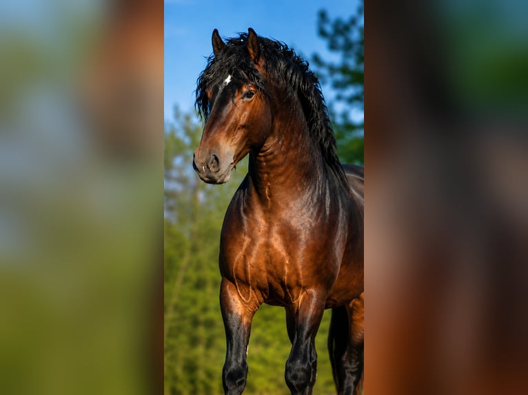 Draft Horse Stallion 5 years 17 hh Bay-Dark in Kecskemét
