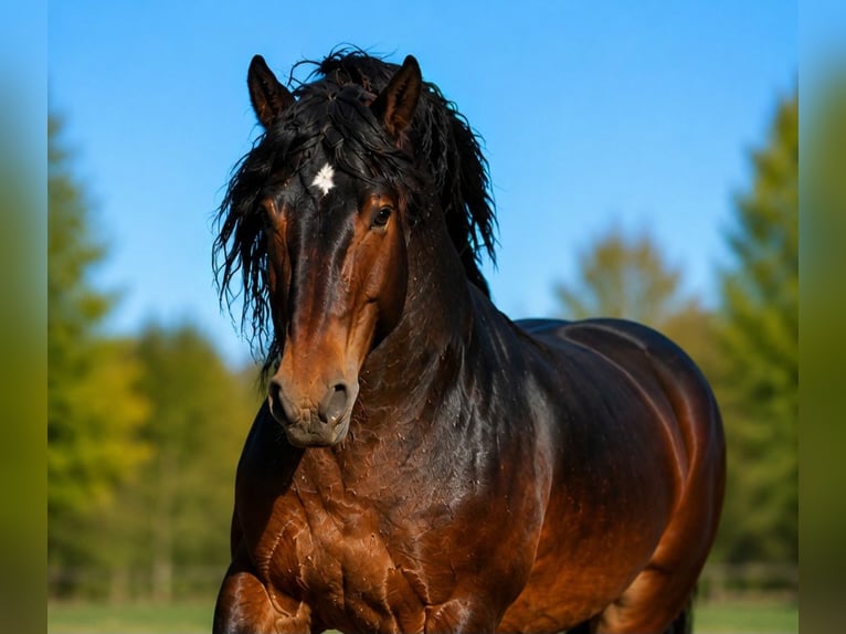 Draft Horse Stallion 5 years 17 hh Bay-Dark in Kecskemét