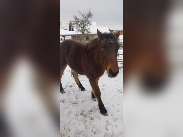 Draft Horse Stallion Foal (01/2026) 13,2 hh Brown in Froeschwiller