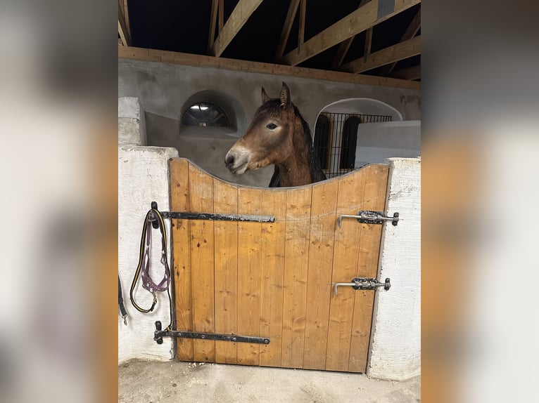 Draft Horse Stallion  14,1 hh Brown in Kristianstad