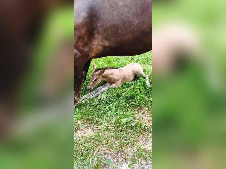 Draft Horse Stallion Foal (05/2026) 15.2 hh Grullo in Villeneuve-sur-Lot