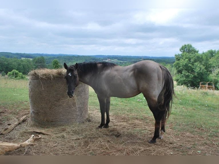 Draft Horse Stallion Foal (05/2026) 15.2 hh Grullo in Villeneuve-sur-Lot