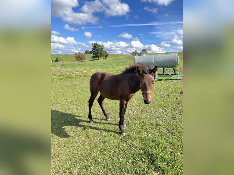 Draft Horse Mix Stallion Foal (03/2025) 15,1 hh Brown in Drebach