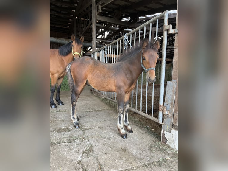 Draft Horse Mix Stallion Foal (03/2025) 15,1 hh Brown in Drebach