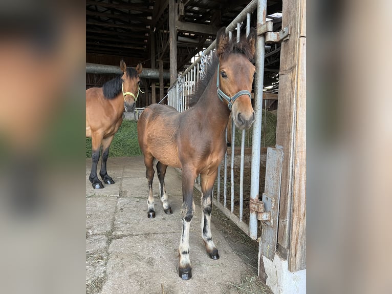 Draft Horse Mix Stallion Foal (03/2025) 15,1 hh Brown in Drebach