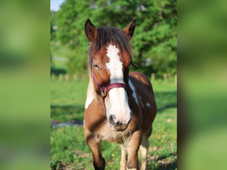 Draft Horse Mix Stallone 1 Anno 150 cm Tobiano-tutti i colori in Lantabat