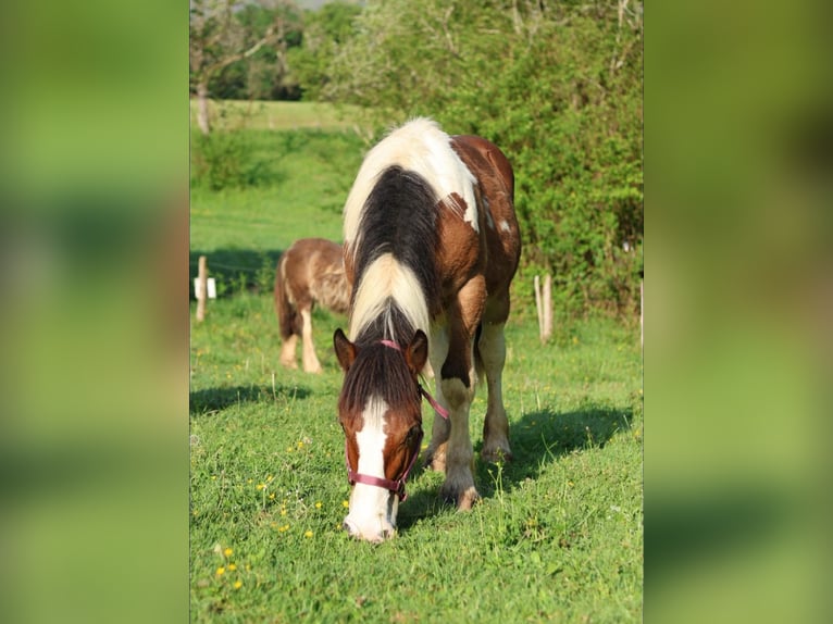 Draft Horse Mix Stallone 1 Anno 150 cm Tobiano-tutti i colori in Lantabat