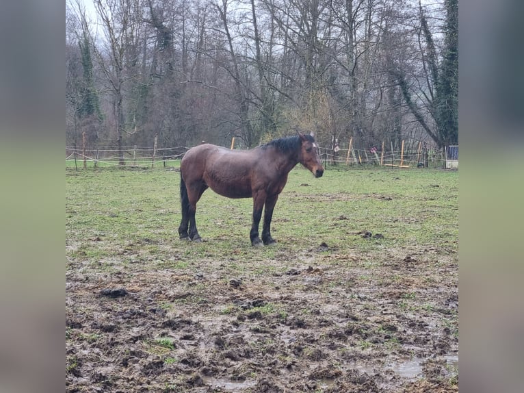 Draft Horse Stallone 21 Anni 155 cm Baio in Saint-Sulpice