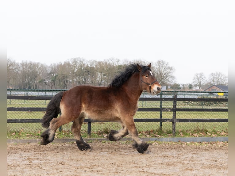 Draft Horse Stallone 2 Anni 163 cm Baio in Beringe
