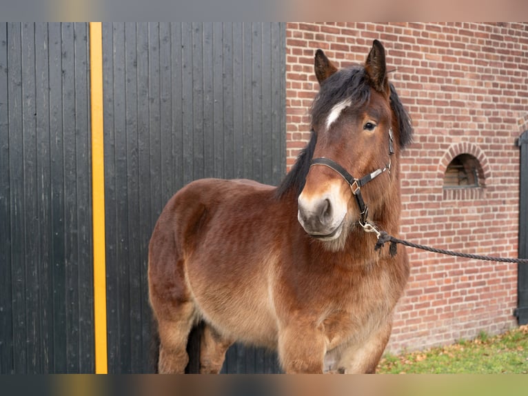 Draft Horse Stallone 2 Anni 163 cm Baio in Beringe