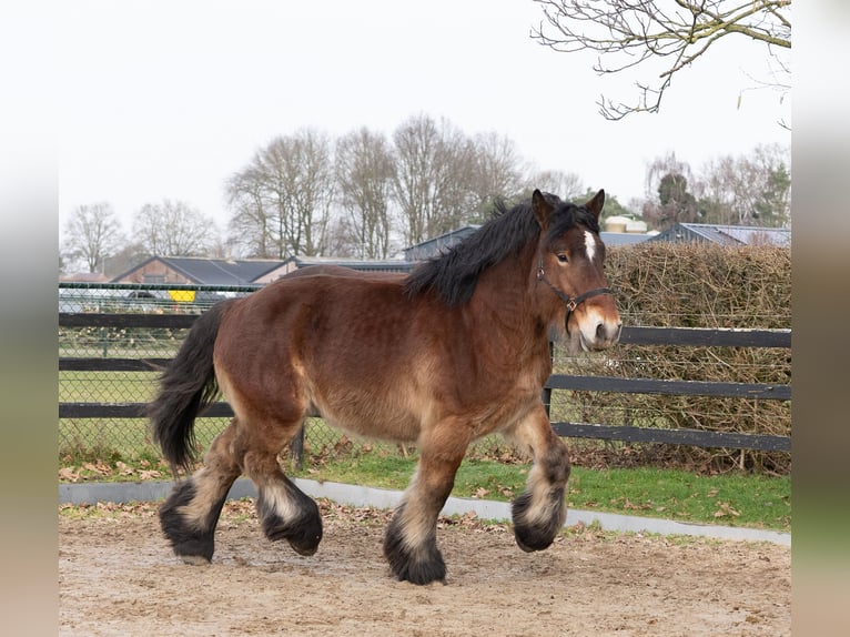 Draft Horse Stallone 2 Anni 163 cm Baio in Beringe
