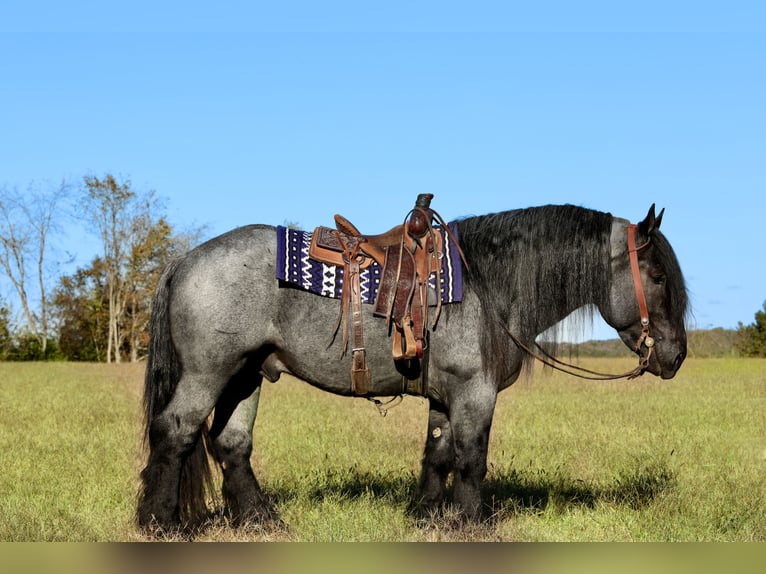 Draft Horse Mix Stallone 5 Anni 165 cm Roano blu in Mount Vernon