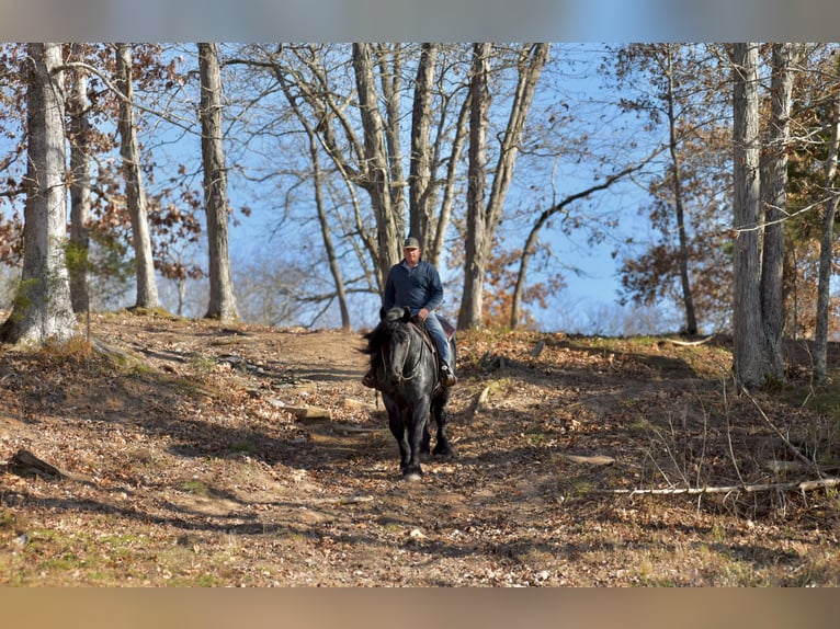 Draft Horse Mix Stallone 5 Anni 165 cm Roano blu in Mount Vernon