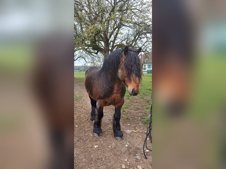 Draft Horse Stallone 6 Anni 165 cm Baio in Froeschwiller