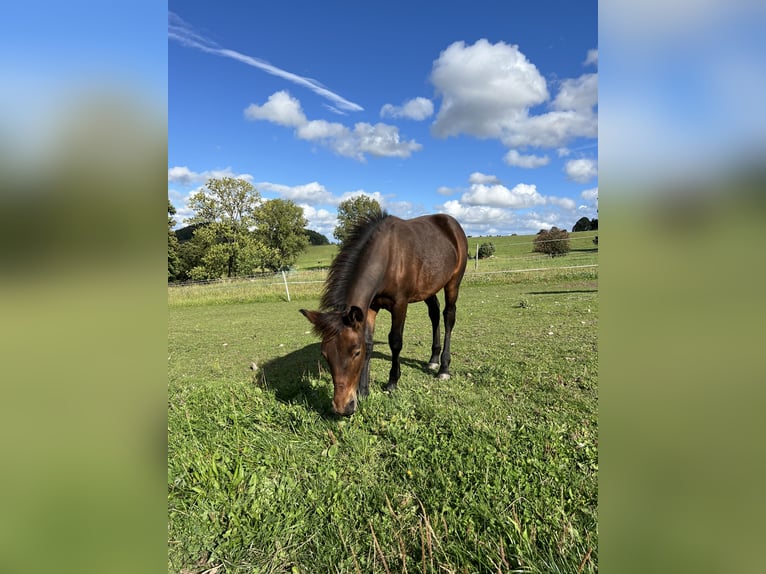 Draft Horse Mix Stallone Puledri (03/2025) 155 cm Baio in Drebach